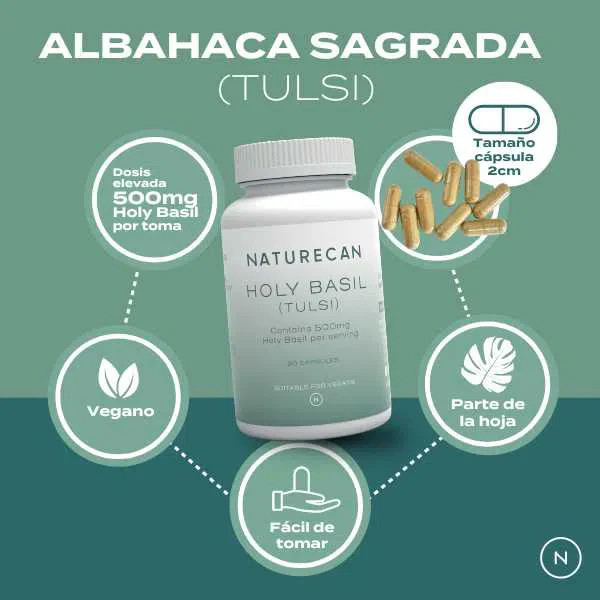 Albahaca Sagrada (Holy Basil) - Image 3