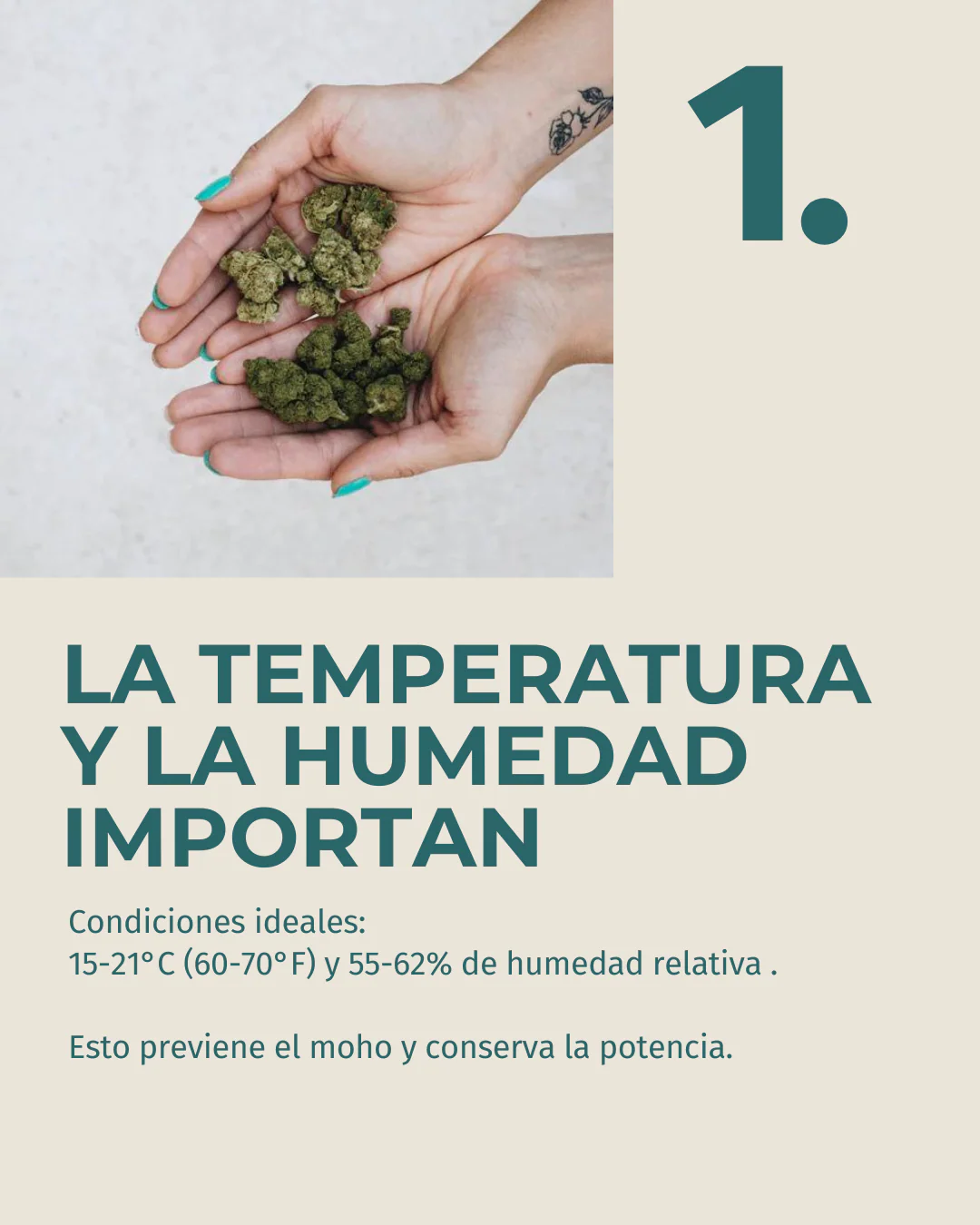Flor de CBD Lifter - Image 3